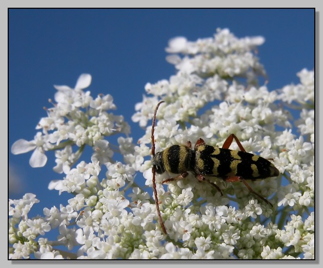 Cerambycidae - Plagionotus floralis